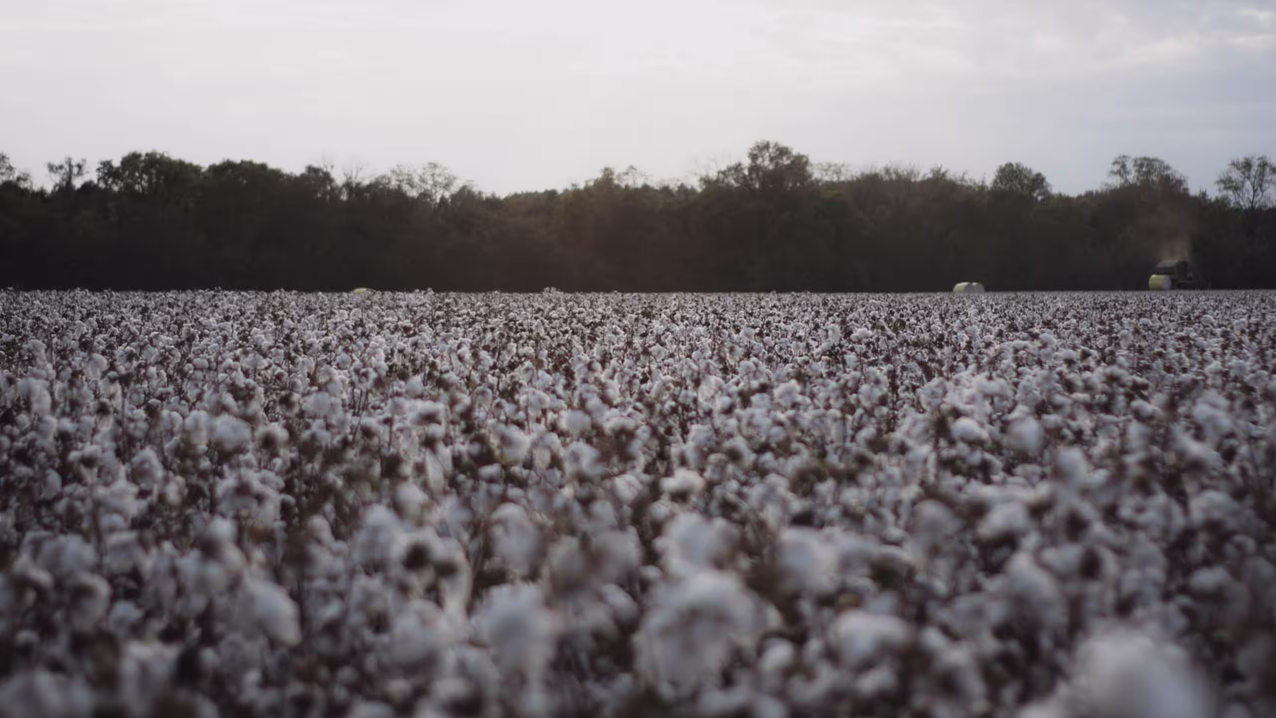 desaturated image of a field of cotton